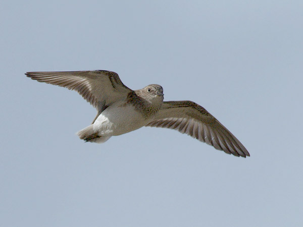 Lapinsirri, Temminck's Stint, Calidris temminckii
